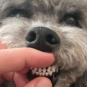 Meet your Posher, Cody